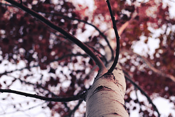 Nature, Wood, Tree, Branches, Branch, Trunk HD wallpaper