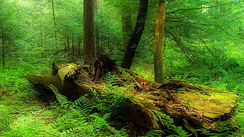 Rainforest, woods, plants, moss, Nature, jungle, grass, tree HD wallpaper