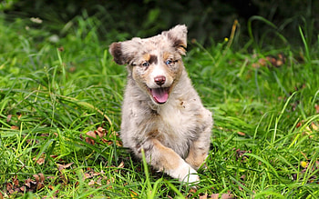 Animals, Grass, Dog, Spotted, Spotty, Run, Run Away HD wallpaper