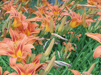Flowers, Summer, Lilies, Greens, Flower Bed, Flowerbed HD wallpaper