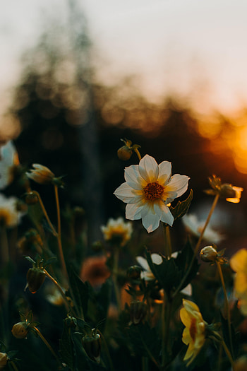 Flowers, Sunset, Blur, Smooth, Flower Bed, Flowerbed HD phone wallpaper