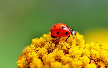 Insects, Ladybugs HD wallpaper