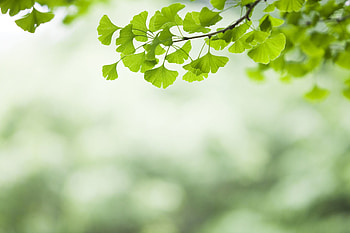 Ginkgo Biloba, Weight loss supplement, Herbal extract, Health benefits HD wallpaper