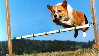 Jump, Corgis HD wallpaper