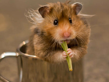 HAMSTER EATING, CUTE, HAMSTER, , ANIMAL HD wallpaper