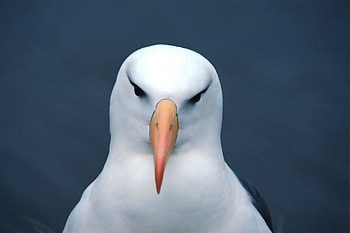 10 incredible albatross, Avian wonders, Diverse species, Nature's flyers HD wallpaper