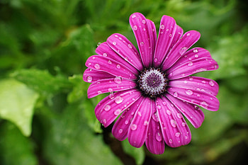 Flowers, Drops, Flower, Petals, Wet, Daisy HD wallpaper