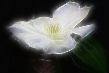 Wispy Flower, wispy, white flower, on black HD wallpaper