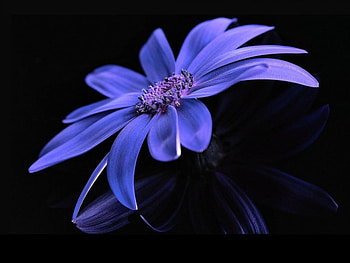 Reflection of Senneti, purple, reflection, beauty, flower HD wallpaper