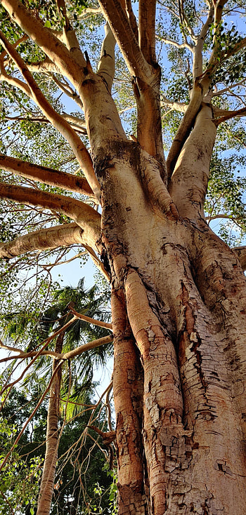 Eucalyptus tree, Roneplus7pro HD phone wallpaper