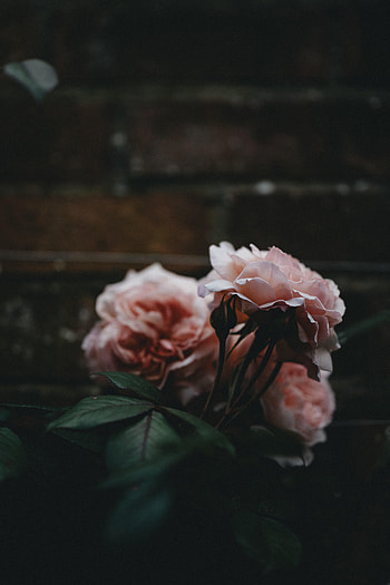 Flowers, Bush, Rose Flower, Rose, Petals HD phone wallpaper