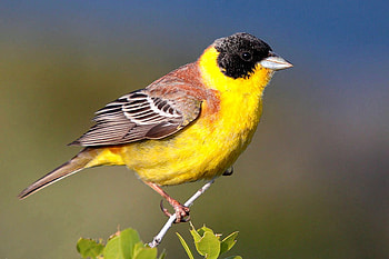Beautiful Bird, cool, beautiful, bird HD wallpaper