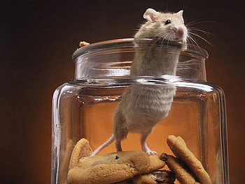 Mouse, rodent, animals HD wallpaper