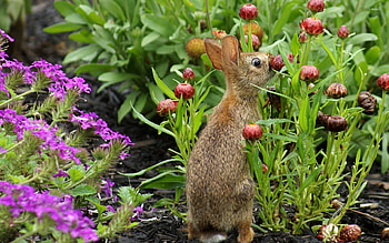 Sniffing flower, Hares HD wallpaper