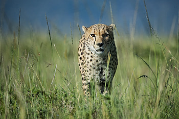 Kenya New Years Masai Mara, tour 2022 HD wallpaper