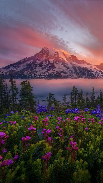 Tahoma the Great, fog, glow, mountain, landscape, flower, sunrise, nature HD phone wallpaper