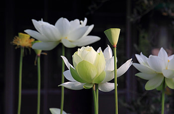 Flowers, Lotus, Petals, Blur, Smooth, Stems HD wallpaper
