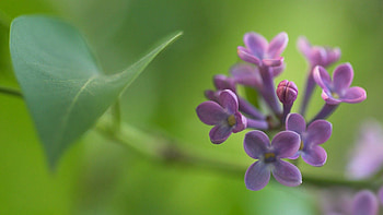 Grass, Lilac, Macro, Glare, Petals HD wallpaper