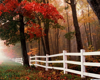 Misty Autumn, Leaves, Colors, Autumn, Misty HD wallpaper