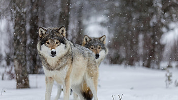 Gray Wolf, Wolf , Top , Backgrounds HD wallpaper