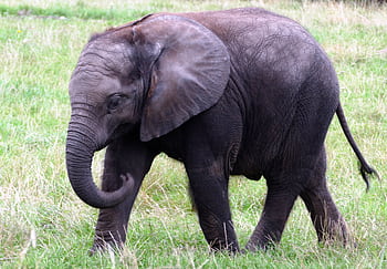 A young African elephant walking through grasslands, showcasing its majestic trunk and large ears. HD wallpaper