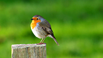 Cute bird charm, Lighthearted , Sweet innocence, Adoring gazes HD wallpaper