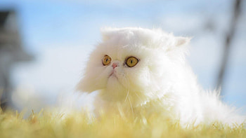 White, Exotic Shorthair Cat HD wallpaper