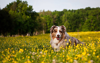 Animals, Flowers, Grass, To Lie Down, Lie, Dog, Sheepdog, Sheep Dog, Australian Shepherd HD wallpaper