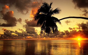 Aitutaki Lagoon, palm, dusk, orange, sunrise, beach, dawn, nature, sunset HD wallpaper