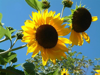 The Sunflower, sky, stem, sunlight, flower HD wallpaper