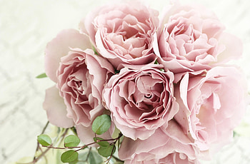 Flowers, Roses, Branch, Bouquet, Tenderness HD wallpaper