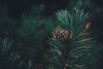 Needle, Pine, Macro, Blur, Smooth, Branch, Cone, Bump HD wallpaper
