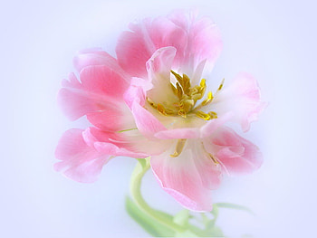 Sweet spring, green stem, pink and white, flower, spring, bloom HD wallpaper