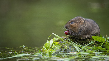 Rodent, animal, nature, mouse HD wallpaper