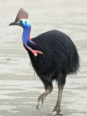 Majestic cassowary, Exotic bird species, Unique Australian wildlife, Vibrant plumage HD phone wallpaper