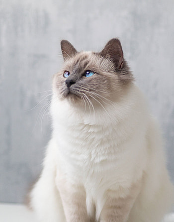 Beautiful cat kitty, Beautiful cat breeds, Popular cat breeds, Birman cat HD phone wallpaper
