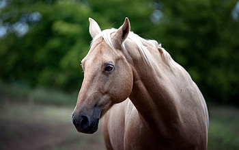 Animals, Muzzle, Sight, Opinion, Horse HD wallpaper