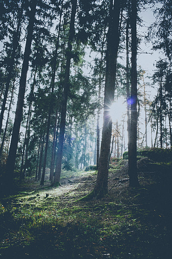 Nature, Trees, Sun, Glare, Forest, Sunlight HD phone wallpaper