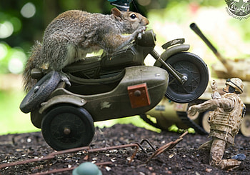 Great escape, animal, max ellis, motorcycle, funny, squirrel HD wallpaper