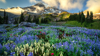 Mount Rainier, Washington, wildflowers, blossoms, clouds, landscape, trees, flowers, sky, usa HD wallpaper