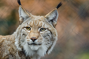 Animals, Iris, Muzzle, Predator, Big Cat HD wallpaper