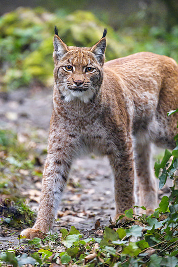 Animals, Iris, Brown, Predator, Big Cat, Animal HD phone wallpaper