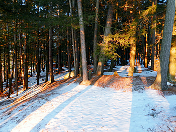 Winter At Anstruther Forest, Forest, Snow, graphy, Winter, Nature, Shadows HD wallpaper