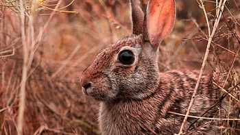 Riverine rabbit, Hares HD wallpaper