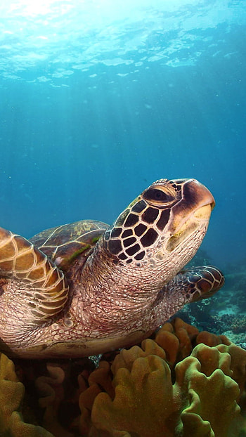 visuals, Sony Xperia X, Premium display, Captivating turtle HD phone wallpaper