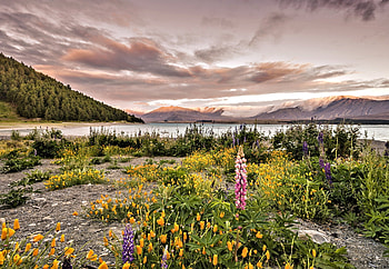 Wildflowers at the Lake, Lake, Nature, Wildflower, Sky HD wallpaper