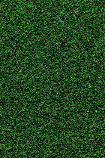 Nature, Grass, Field, Coating, Covering HD phone wallpaper