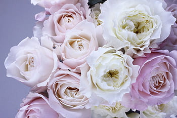 A stunning close-up of pastel pink and white roses, capturing their delicate beauty and elegance. HD wallpaper
