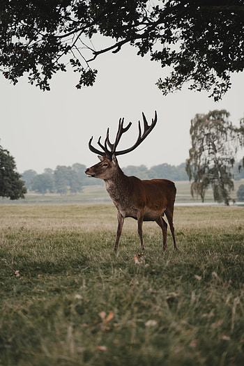 Animals, Field, Wildlife, Animal, Deer HD phone wallpaper
