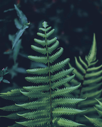 Fern leaf, carved, green HD phone wallpaper